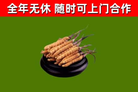 富拉尔基烟酒回收冬虫夏草.jpg