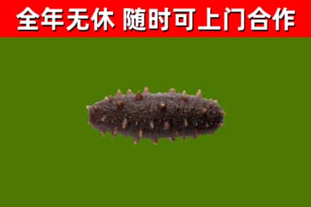 富拉尔基回收海参干